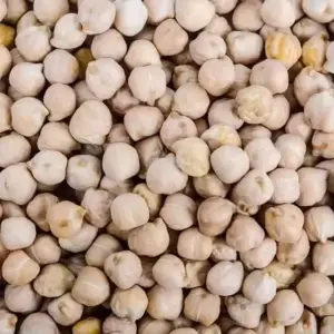 White Chick Pea Beans / Wholesale Only 🇮🇳